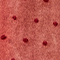 TEA ROSE SWISS DOT